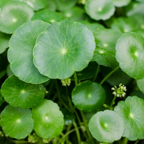 Centella Asiatica