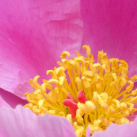Peony seed oil